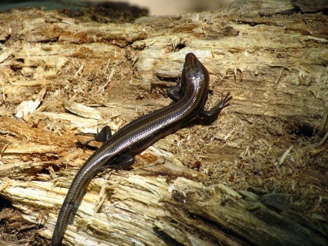 Brown lizard on a log at PP