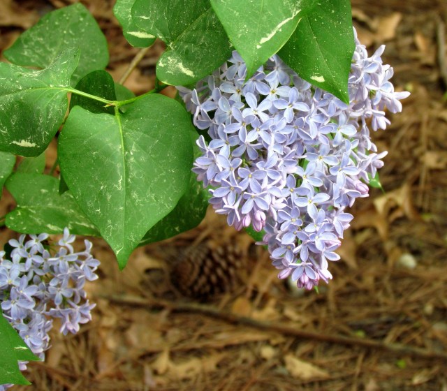 Equally spectacular purple lilac