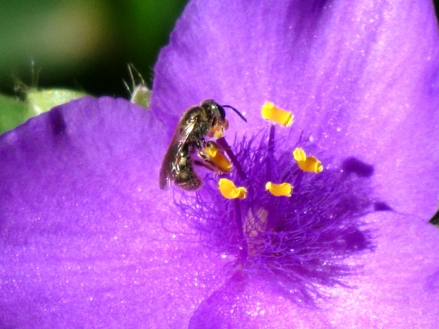 All that bug could see was purple