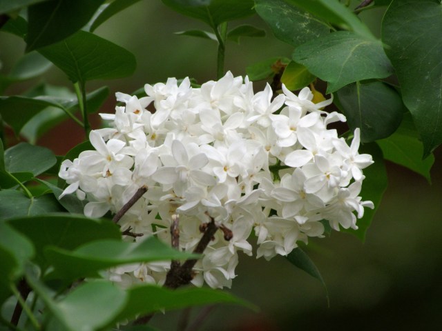 Spectacularly fragrant and spectacularly beautiful white lilac
