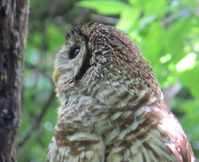 They sure do look wise. I'll be the first to admit. But cute too, for certain. 