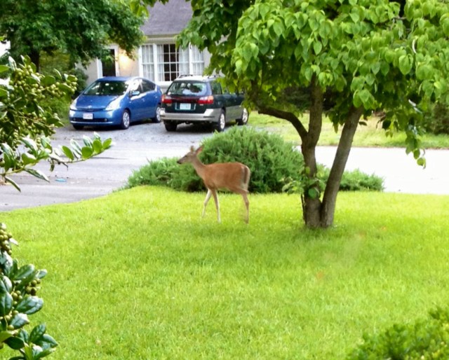 In my front yard! Near Regency Square! Wow! What a treat on the first day of summer! 