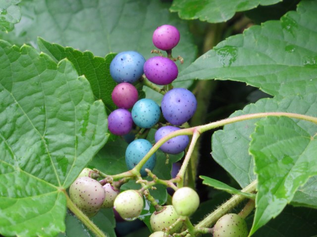 Wild grapes maybe? They look like Easter Eggs. 