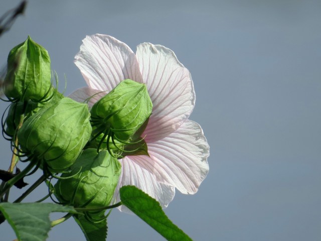Marsh Mallow drinking up the sun on the river bank