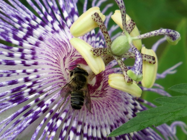 A bee on a passion flower