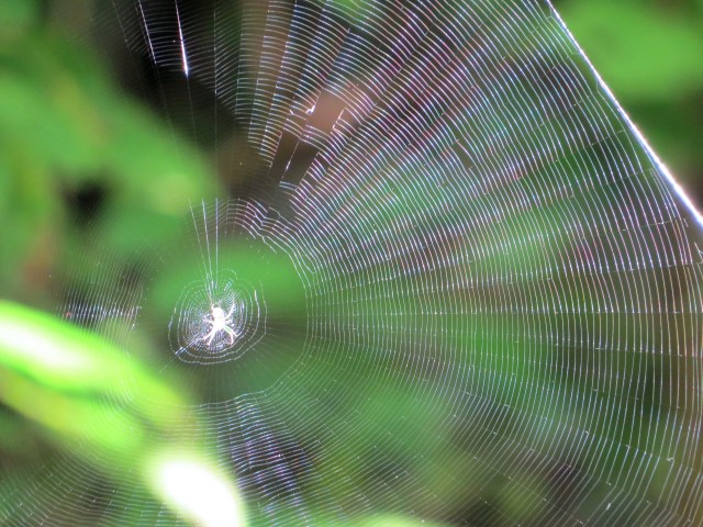 Another spiderweb attempt