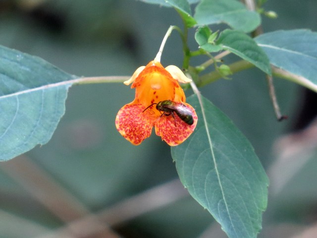 Dad's favorite color - with bug! 