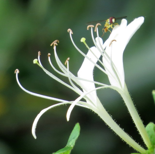 Graceful honeysuckle and a bug