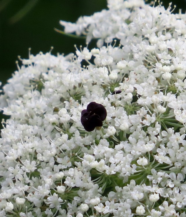 Delicate looking weed 
