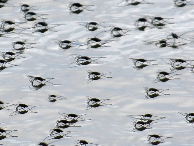 Just standing around... on the surface of the water! 