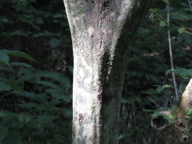 Hard, hard wood, and very handsome. 