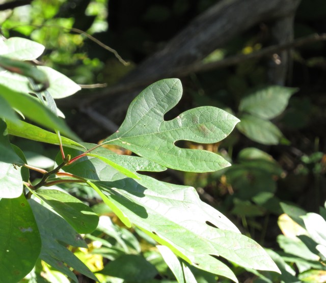 Delicious and beautiful sassafras
