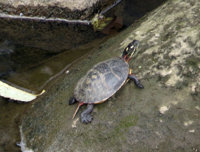 Great turtle image by a budding amateur photographer! 
