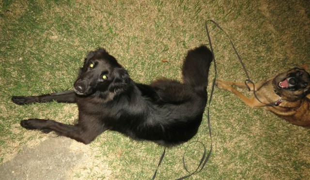 We're two houses away from home; he'd prefer to not stop. 