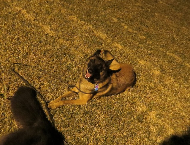 I'm not a dog mind-reader. But I guarantee you Turner is thinking this will lead to some new and unexpected way to have fun. That's just how he rolls. 