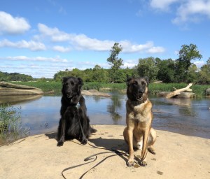 dogs/river/sky 