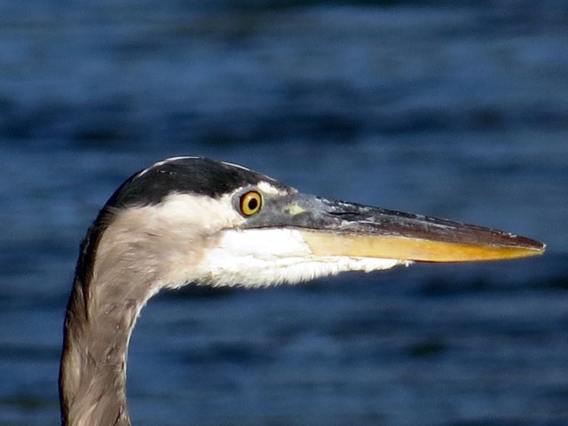 Aren't zoom lenses incredible? Look what you get to see.