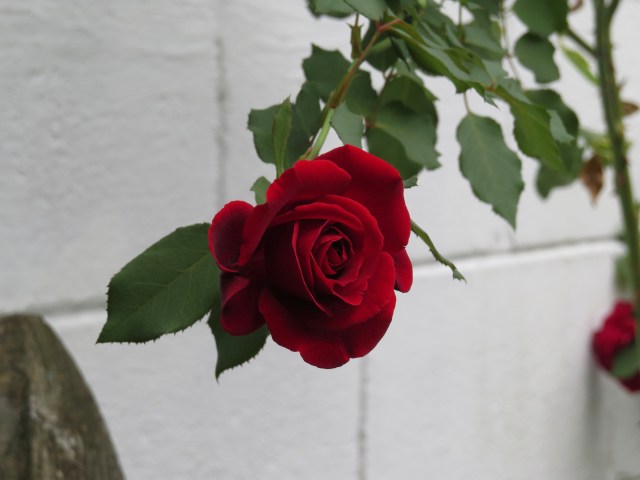 Evelyn cuts them and brings them inside too - they're old and they smell amazing