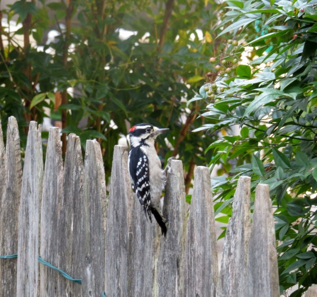 Handsome male downy woodpecker next to my driveway