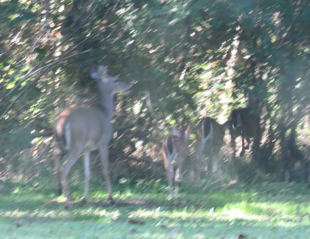 Embarrassingly poor quality, but what a sight. See the spotted fawn 2nd from rear? Mom in back? 