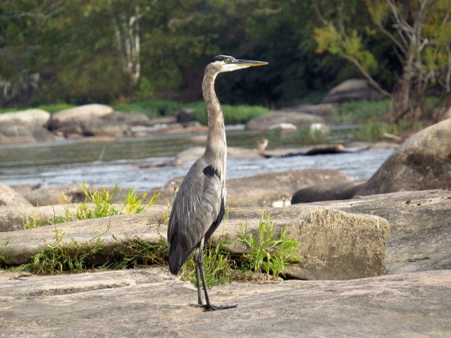 Great Blue Heron, Ardea herodias, Pony Pasture, James River, Richmond, VA, USA