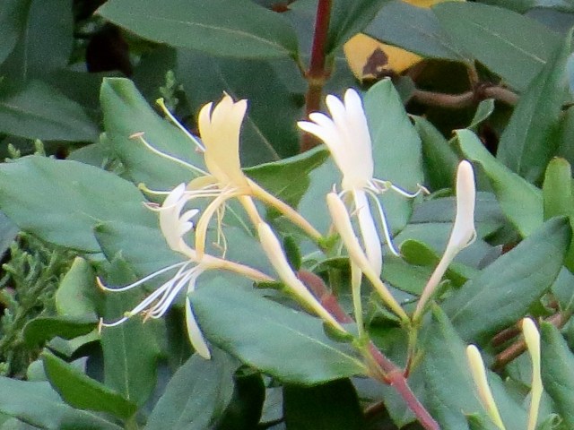 I cannot believe it is October. I think they use really great fertilizer in West Creek. 