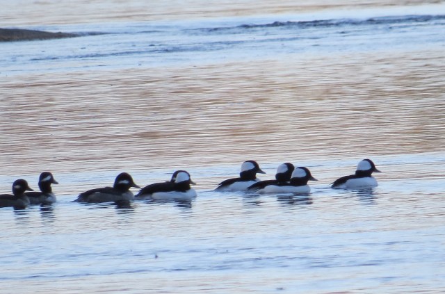 First buffleheads of the season