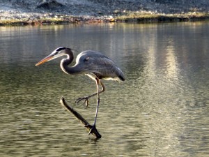 Beautiful bird at a beautiful lake on a beautiful afternoon