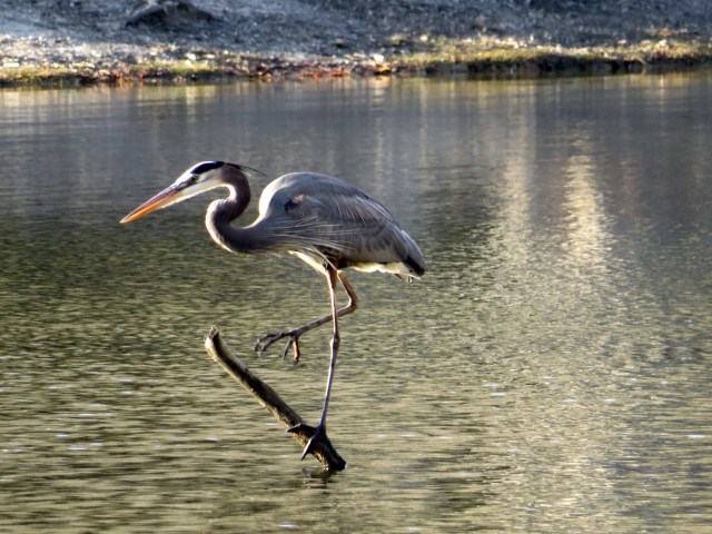 Beautiful bird at a beautiful lake on a beautiful afternoon