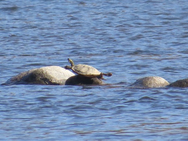 Last turtle of 2013?