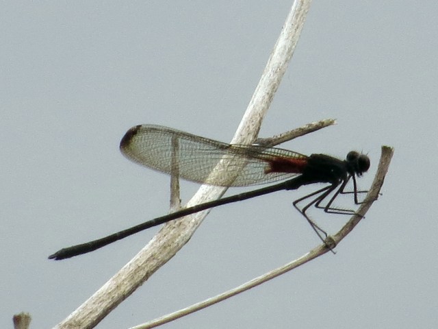 Damselfly on a twig
