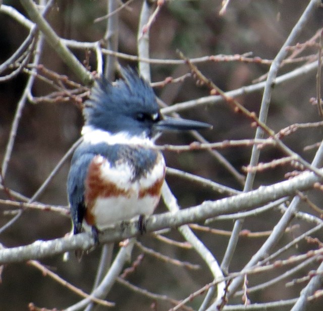 Gorgeous female belted kingfisher (Megaceryle alcyon)
