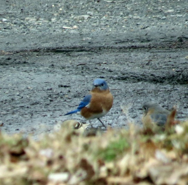 A beautiful bluebird - my Dad's favorite - Sialia sialis - in the parking lot at Pony Pasture
