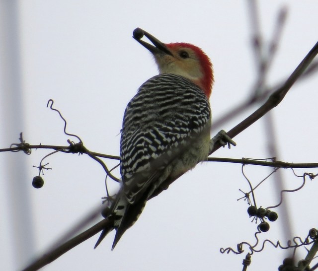 Handsome Red-bellied woodpecker. Although it's tempting to take credit for the good "timing" of this shot (berry in mouth) anyone who takes a lot of outdoor pictures can tell you that's mostly luck. But it's still a fun picture. 