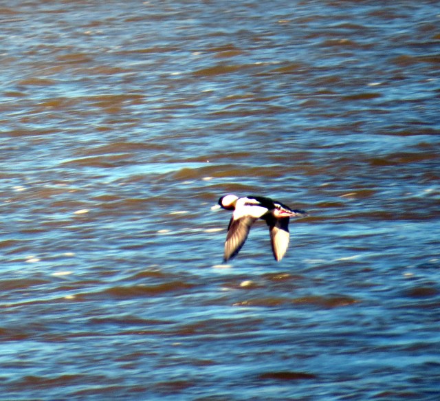 Beautiful flying female bufflehead