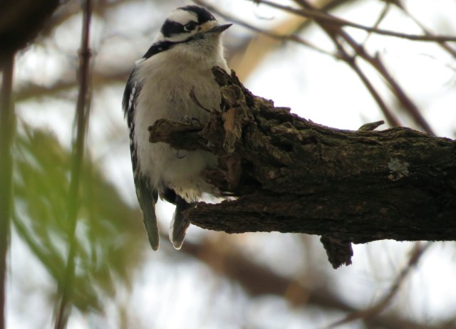 Can you identify him (or her?). Ethan did! 