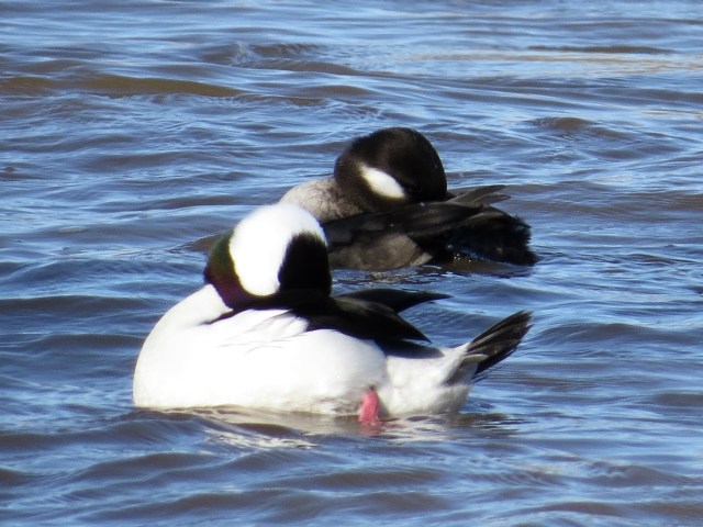 Synchronized preening: 