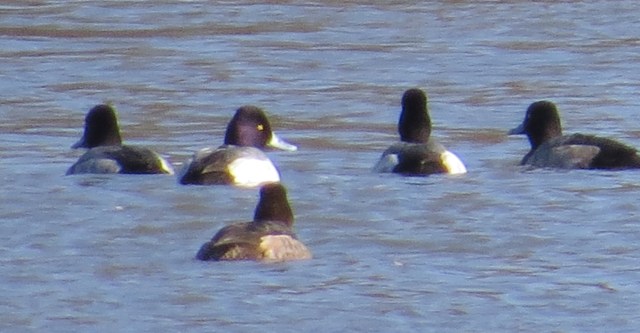 The mystery was solved. Look at those beautiful yellow eyes. 