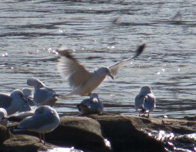 My sentimentality reveals my age; I was brought up in the "Jonathan Livingston Seagull" era. 