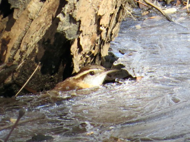 Refrigeration and A/C are strictly optional. 