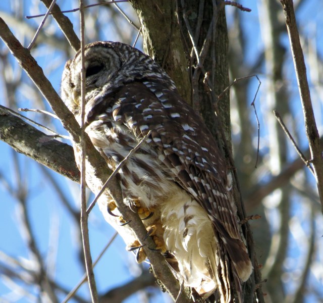 Barred Owl staying warm in January