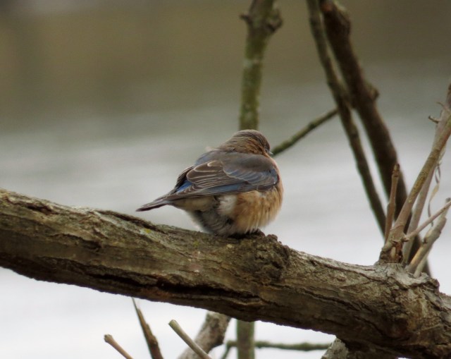 Puffed up to keep warm. It was so, so cold.