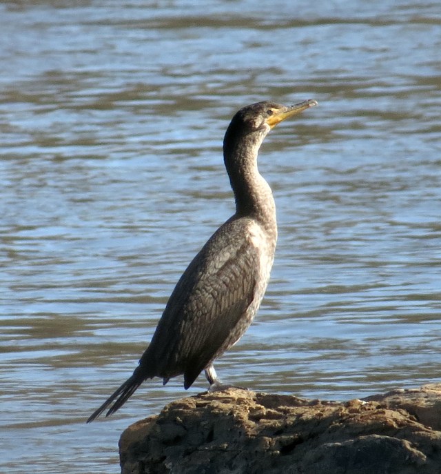 Possibly somewhat majestic. Enjoying the rising sun.