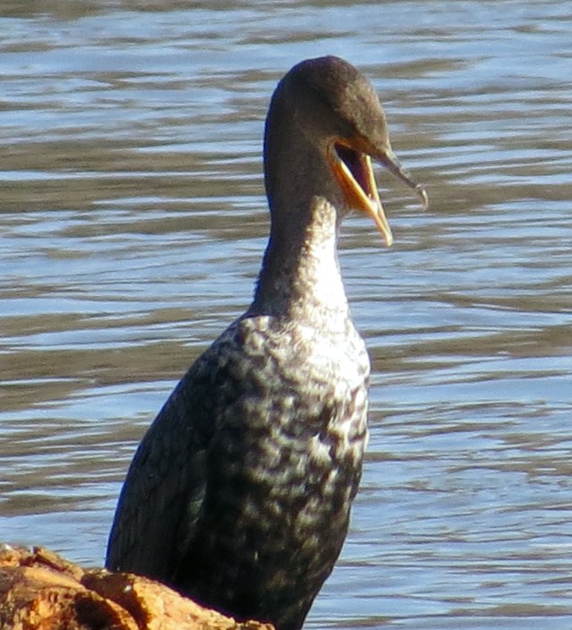 The most expressive cormorant I've encountered: