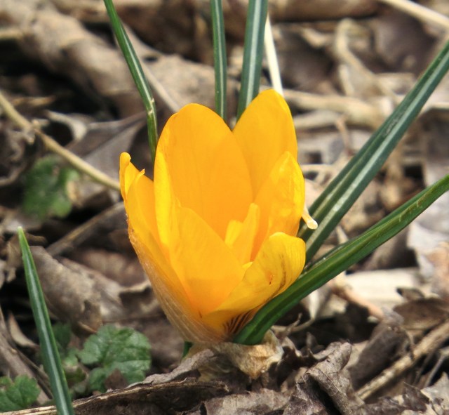 Warm, bright crocus