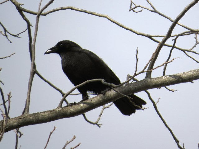 Alone, polite, even stately in all black: