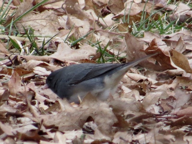 Dark-eyed junco