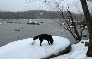 Mackey exploring the snowy river's edge