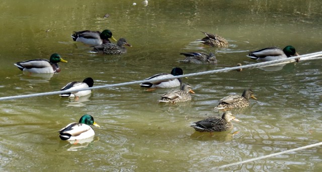 6 pairs of mallards. 