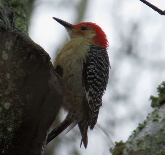 Red-bellied and damp-bellied